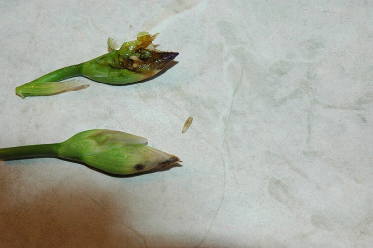 Ирисовая муха