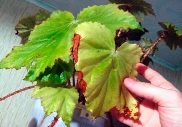 Как побороть болезни бегонии и меры, которые необходимо предпринять, если она не цветет.Рубрика: Болезни и вредители     