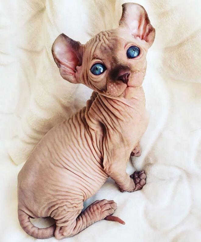 Котик