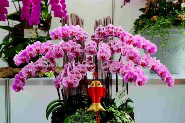   Многие цветоводы  считают орхидею одним из самых красивых цветков в мире. Она притягивает  своей нежностью, великолепием и очарованием.