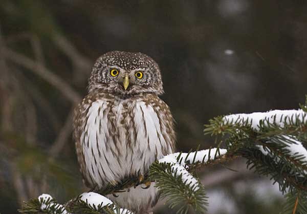 Воробьиный сыч. Источник фото: birds.nature4stock.com 