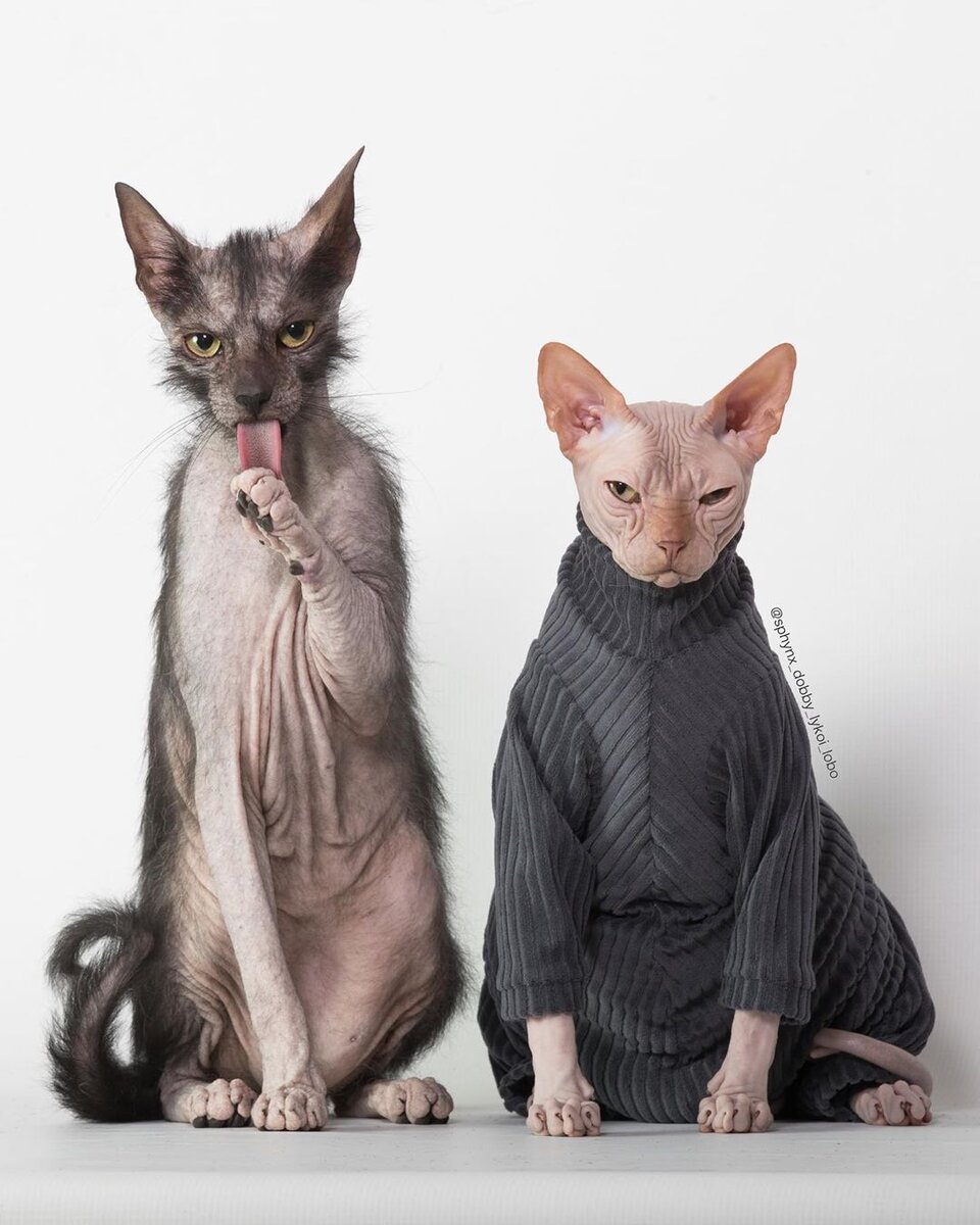 Фото из профиля инстаргам @sphynx_dobby_lykoi_lobo
