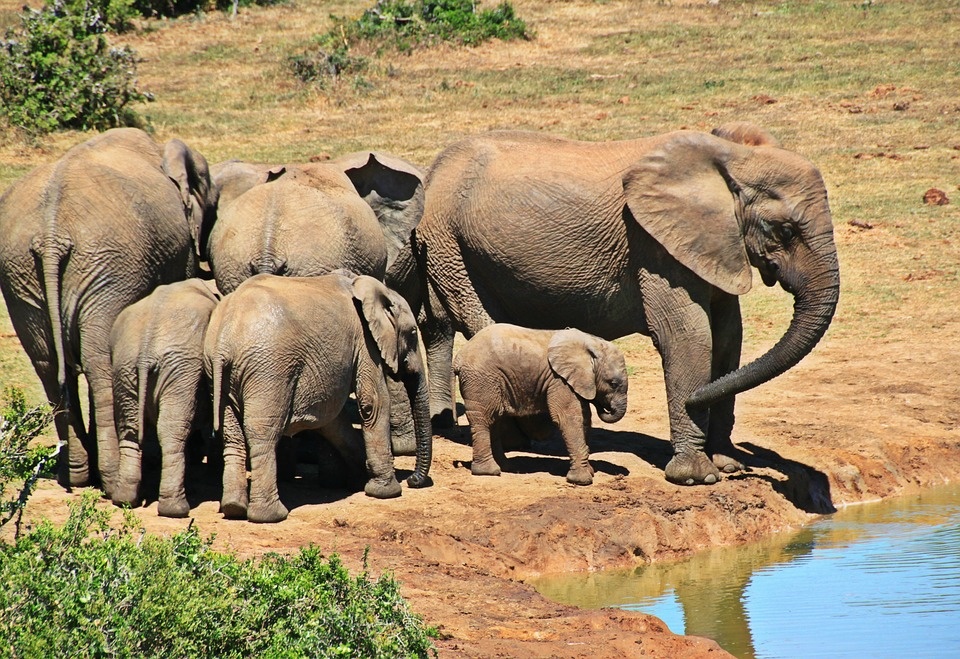 https://cdn.pixabay.com/photo/2015/12/14/12/36/elephant-1092508_960_720.jpg