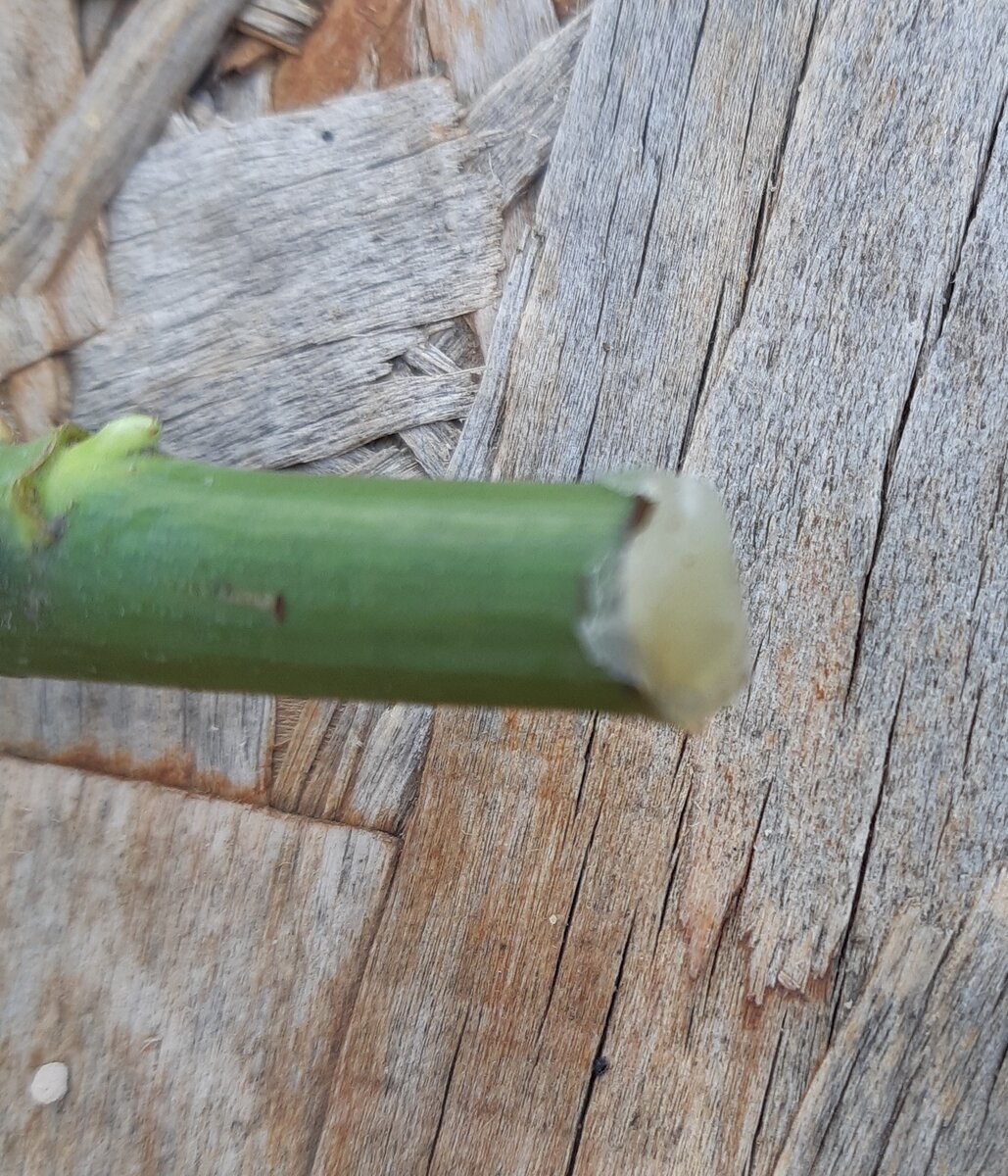 Верхушка черенка обсмазана садовым варом, чтобы не пересыхала. 