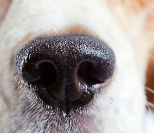 Как промывать нос собаке при насморке и можно ли сделать это в домашних условиях