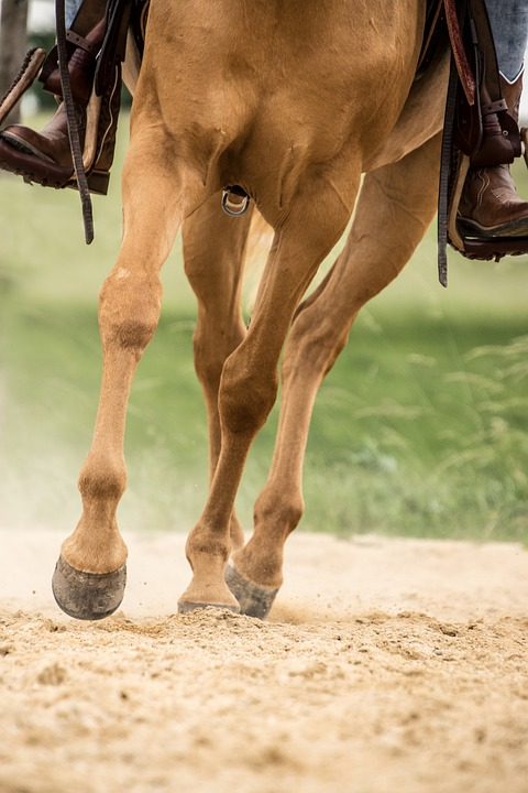 https://pixabay.com/photos/horse-trot-hoof-legs-animal-arabs-3451911/