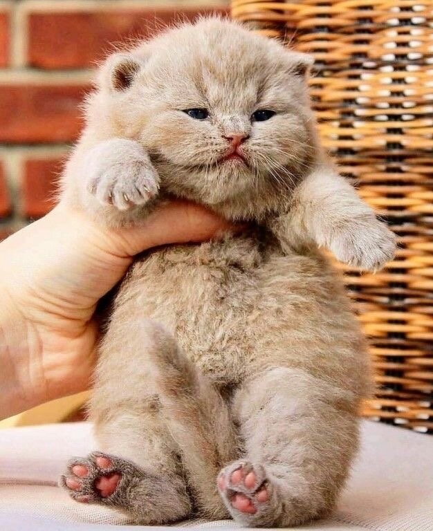 Юморные и забавные животные! Подборка видео!