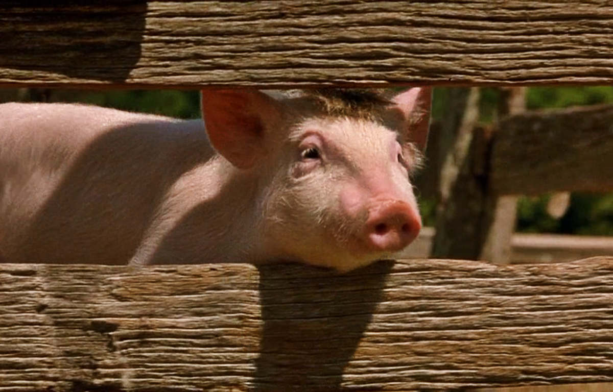 Подглядываем