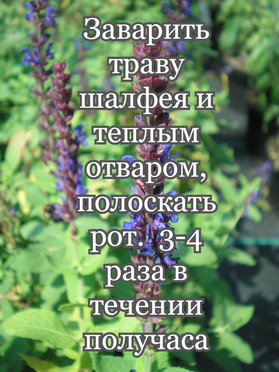 рецепт шалфея