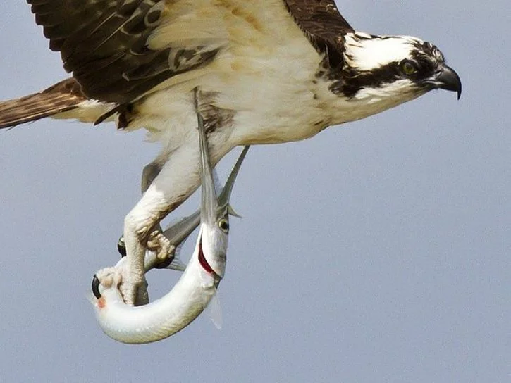 Когда суши привезли слишком свежие. 