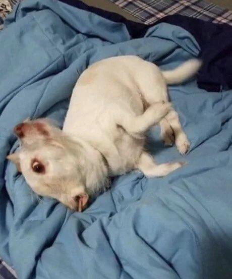 Если внимательно присмотреться, то можно увидеть, что рот сверху)