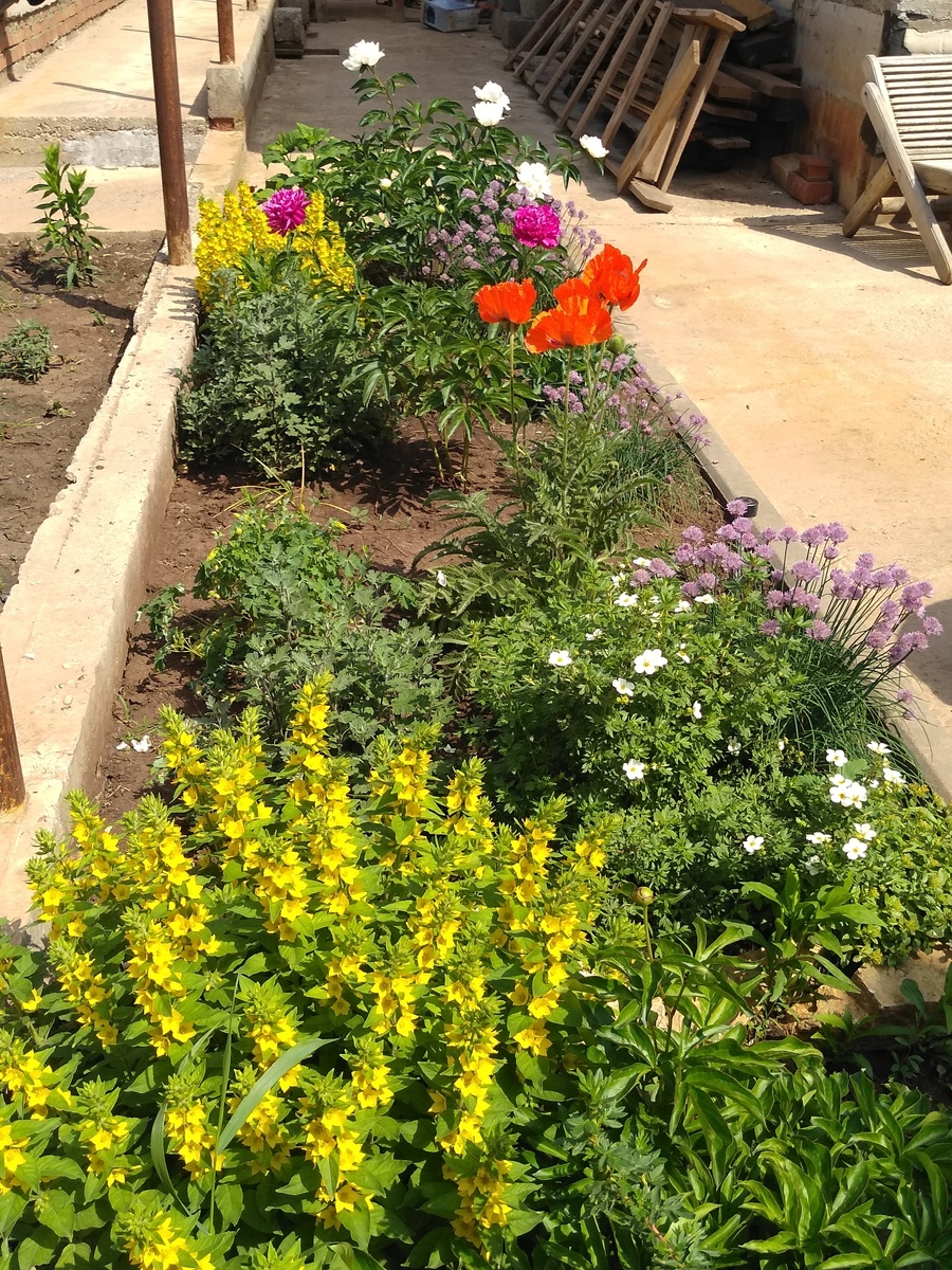 Та самая клумба, немногим позже