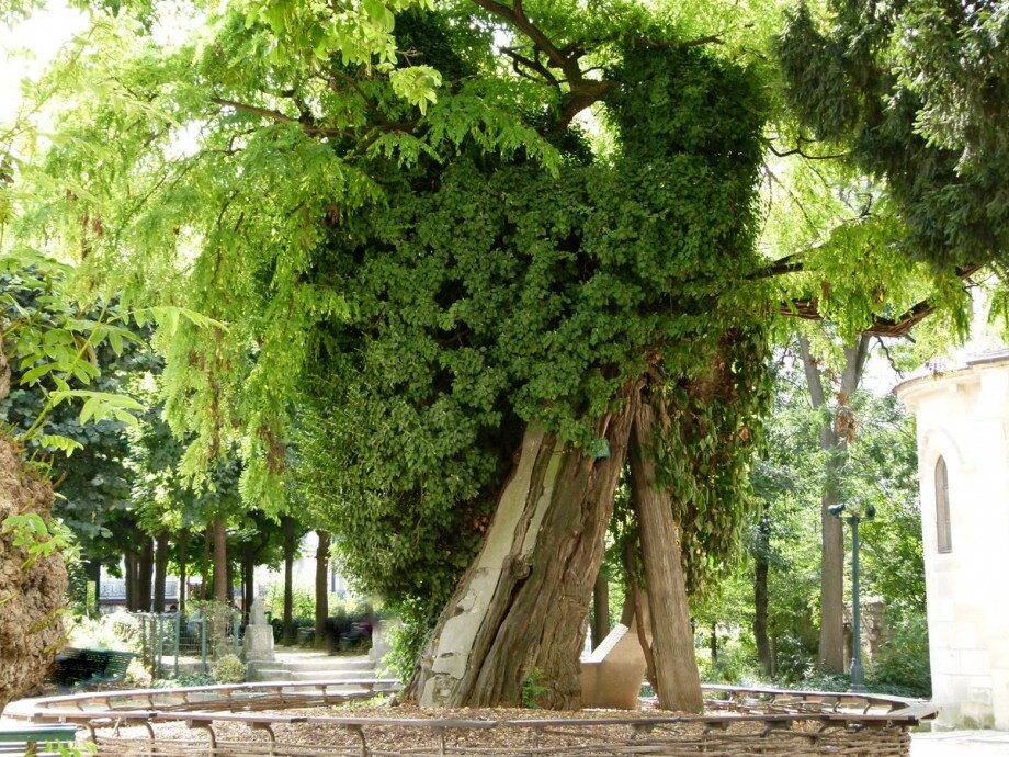 Самое старое дерево Парижа
