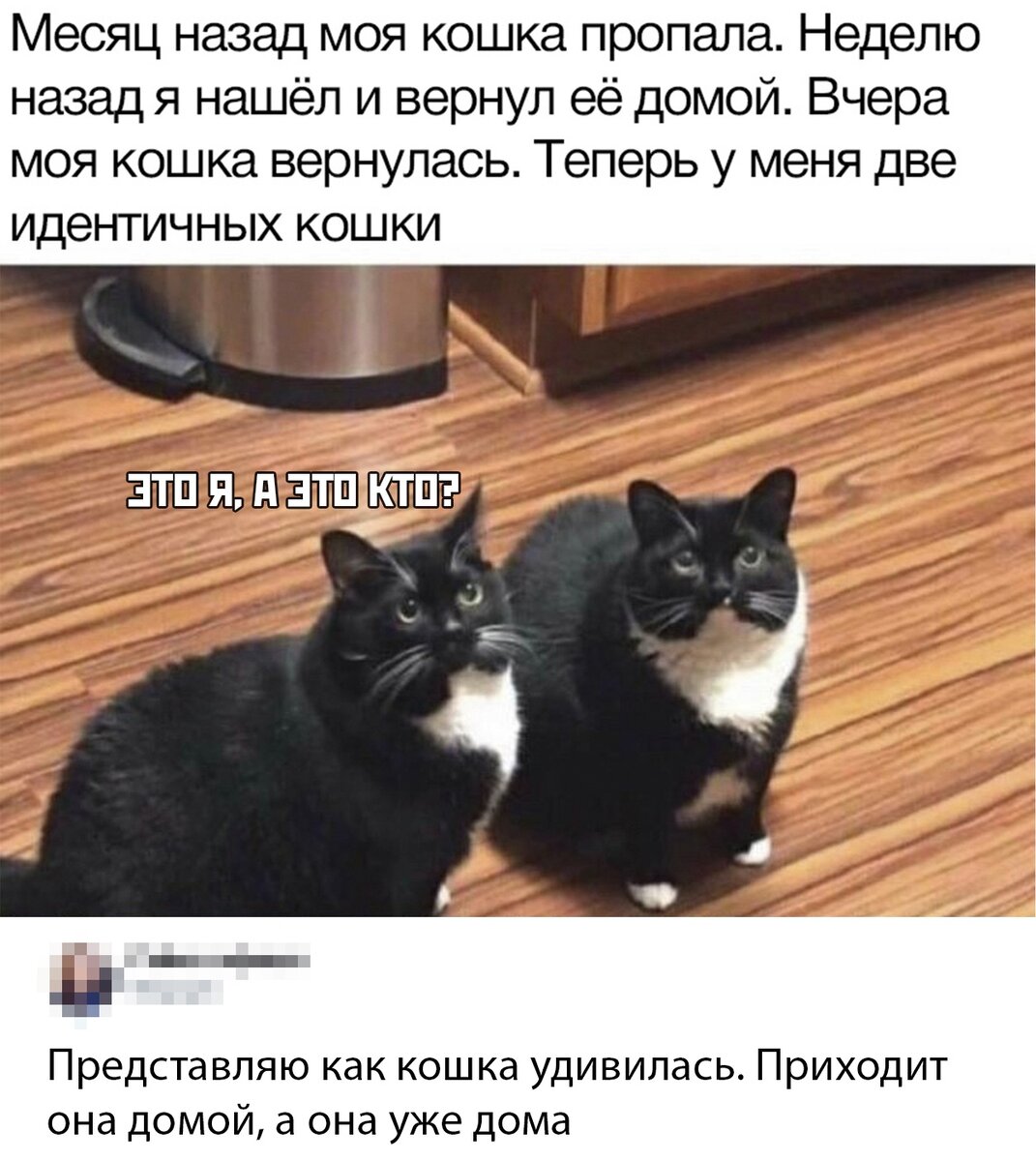 Что делать если убежал кот. Мем с одинаковыми котами. Два одинаковых кота. Два одинаковых кота смешные. Кот юмор.