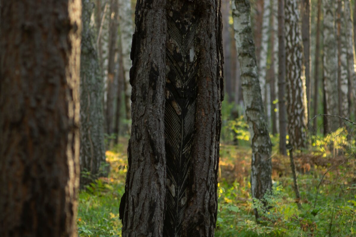 Сосна потоньше, но тоже вполне толстая, около 80 см.