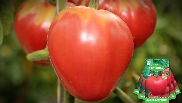 помидом гусева. вкуснотека помидор малиновый рассвет. томат рассвет роуз. малиновый рассвет томат описание. семена томат малиновый рассвет.