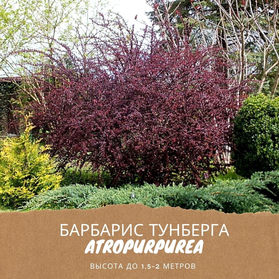 Барбарис оттавский Атропурпуреа