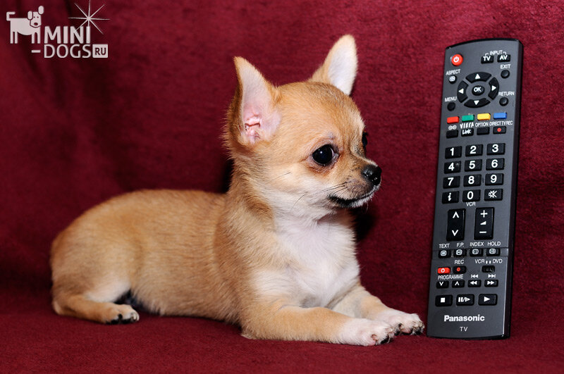 Чихуахуа – одна из самых желанных собак в многих странах. Они являются самой маленькой породой в мире, и это одна из причин их популярности. Существуют различные теории происхождения чихуахуа. Однако считается что эти собаки родом из Мексики. Даже название собаки происходит от названия наибольшего штата в Мексике – чихуахуа. Согласно генетическим исследованиям, считается, что современный чихуахуа появился в 1800-х годах. Эта порода была признана АКС в 1904 г.