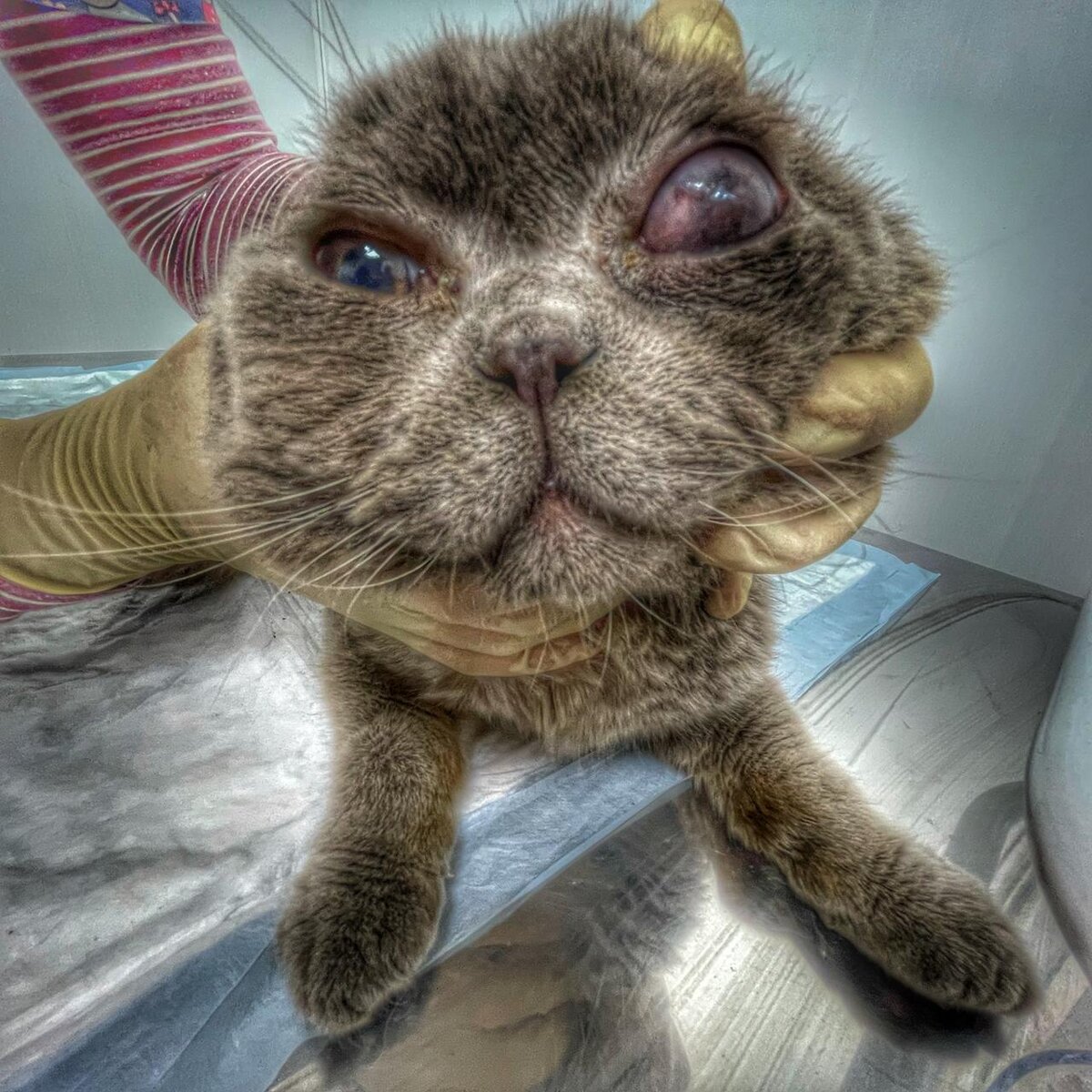 Срочно требуется любая помощь поступившему коту