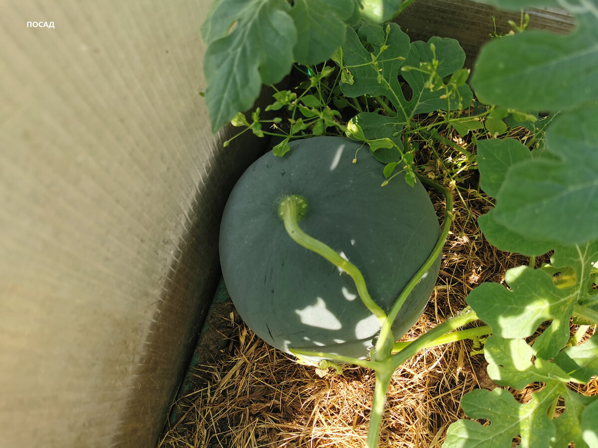 Неожиданно налился арбуз. Перед отъездом я его вообще не видела. Такое впечатление, что его принес кто-то.