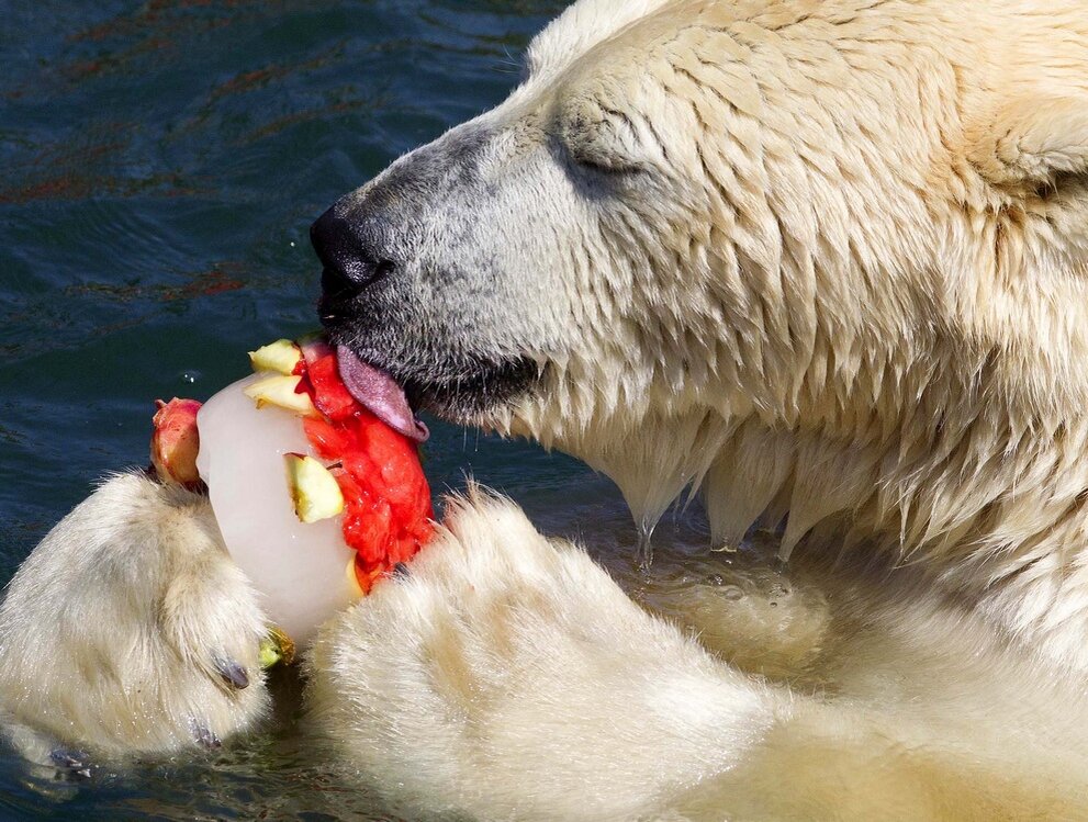 Что ест белый медведь фото