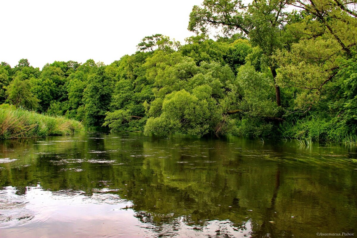 растения реки преголя в калининграде. "болото" "инсар". доклад про реку преголя. растения и животные реки преголя. растительный и животный мир калининградской области.
