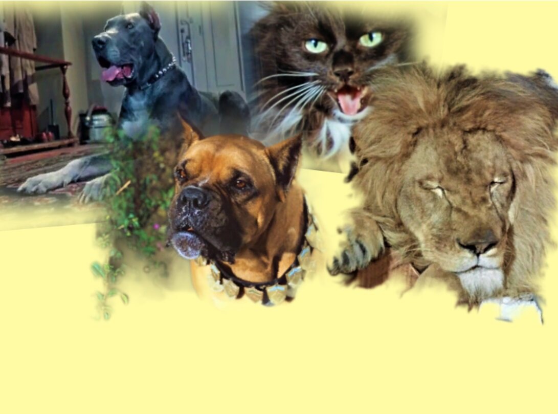 Коллаж автора