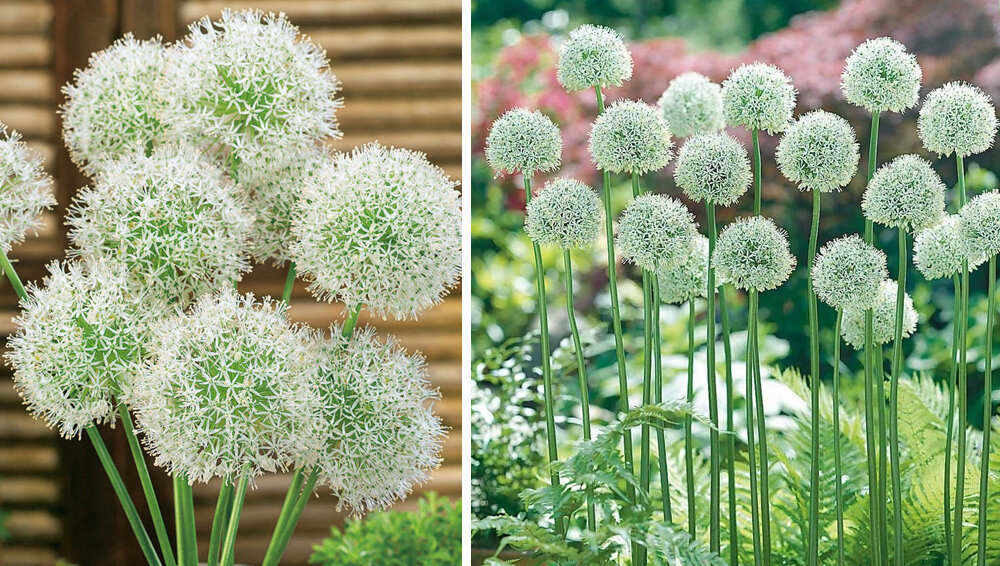 Calamagrostis × acutiflora 'Overdam' & Allium 'Mount Everest' White garden White