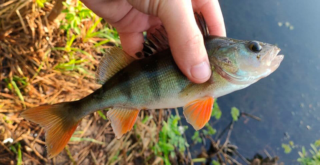 Местный окунь