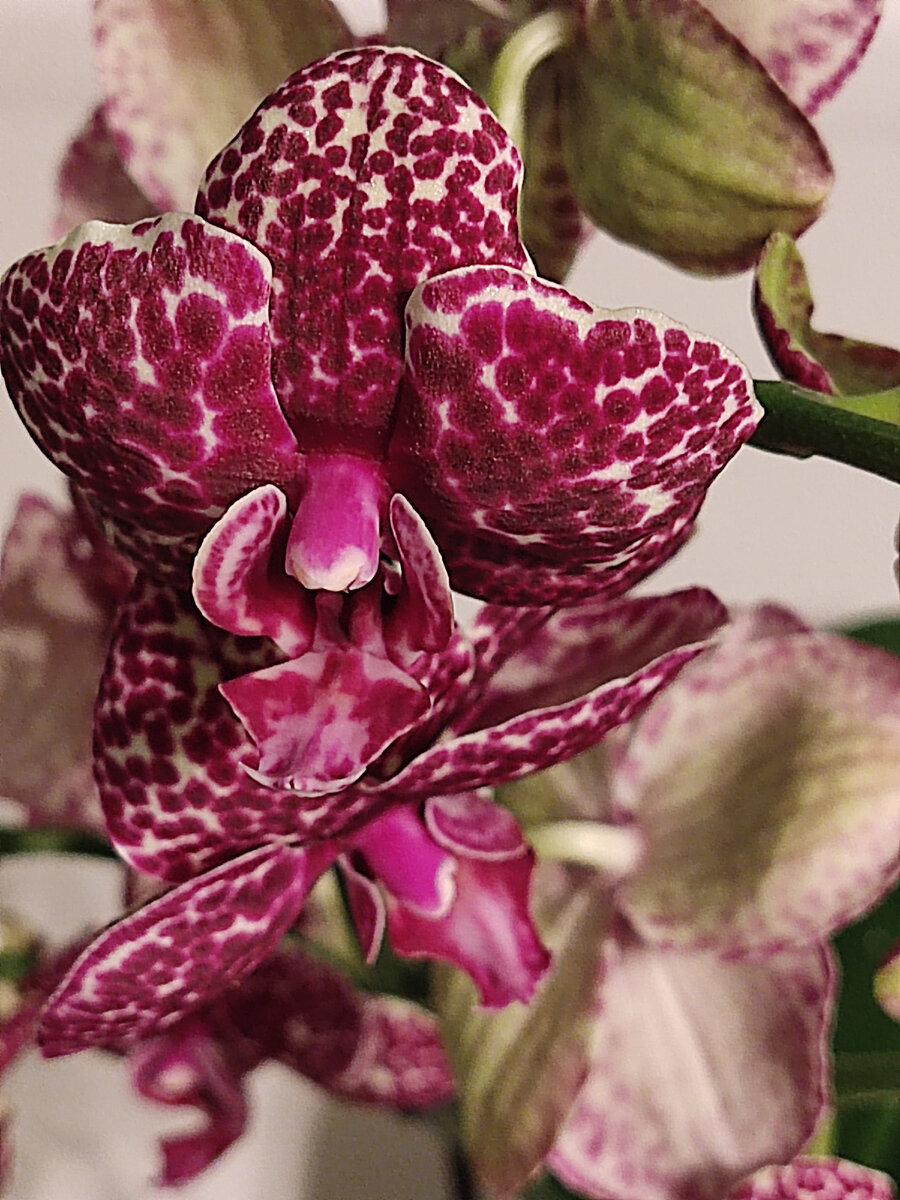 Цветы, которые распустились уже дома.