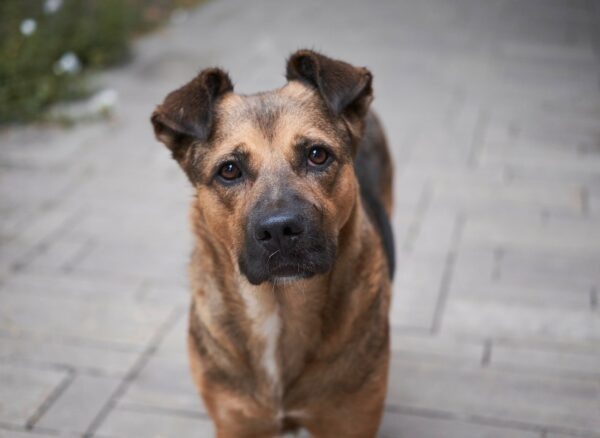 Фото: pixabay.com