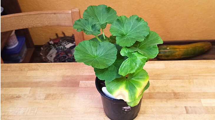 У молодой пеларгонии листья тоже немного желтеют. Фото автора