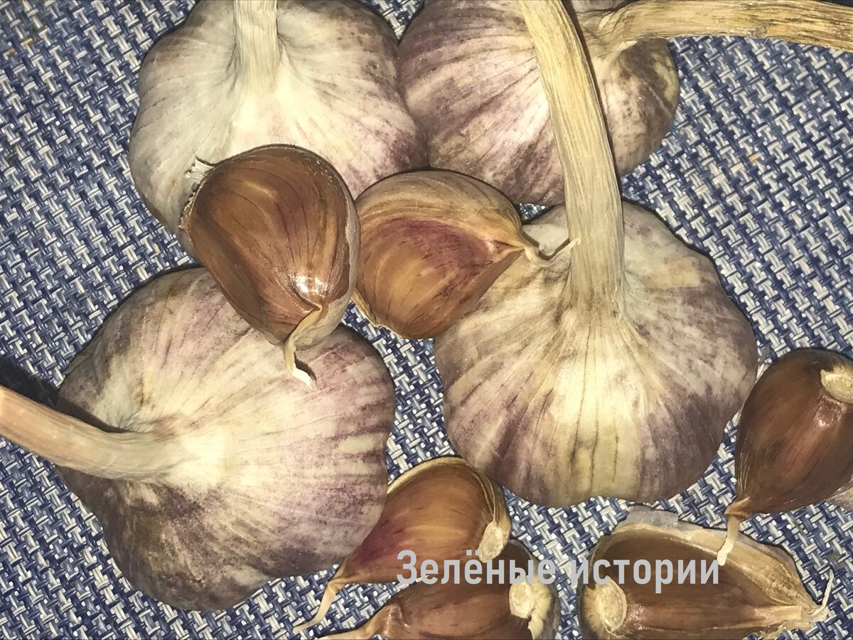 Это озимый чеснок. Он очень крупный и урожайный, но хранится плохо