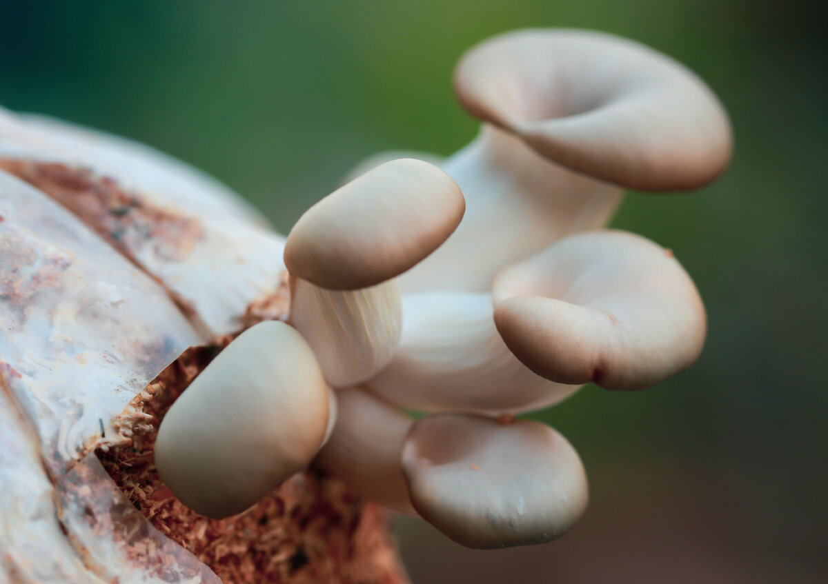 Вешенки растут.