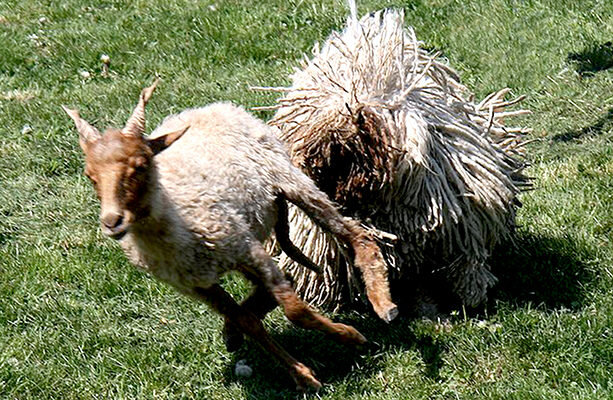 Комондор пасет скот