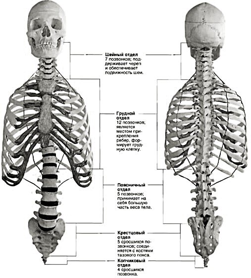 За что отвечают отделы позвоночника человека