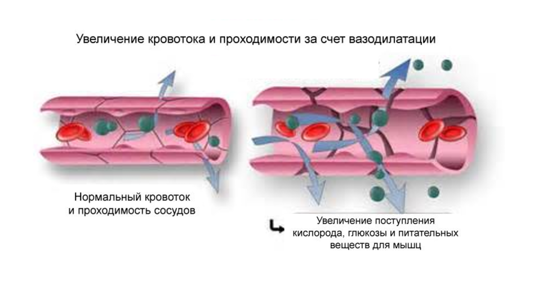 Вазодилятация. Вазодилатация. Вазоконстрикция механизм. Механизмы вазоконстрикции и вазодилатации.