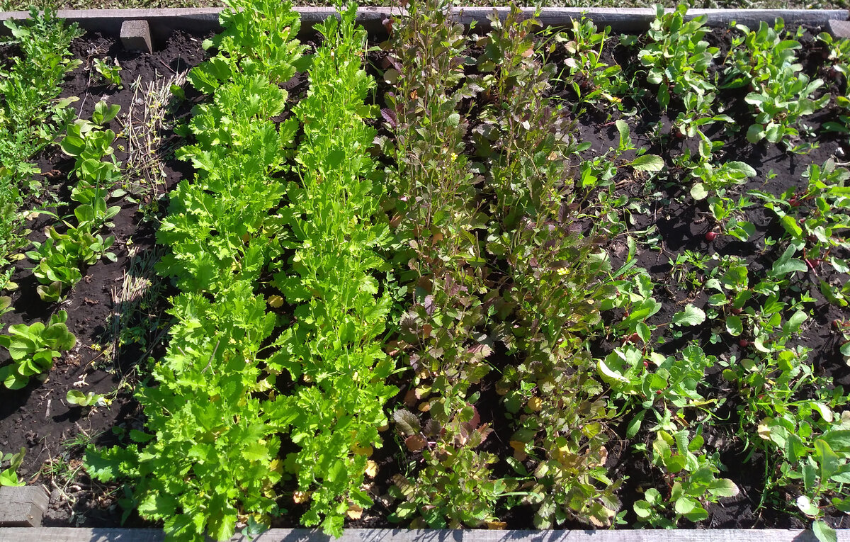 Всходы первой зелени, сезон 2021