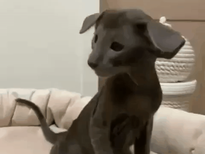 Прелестные ориенталы