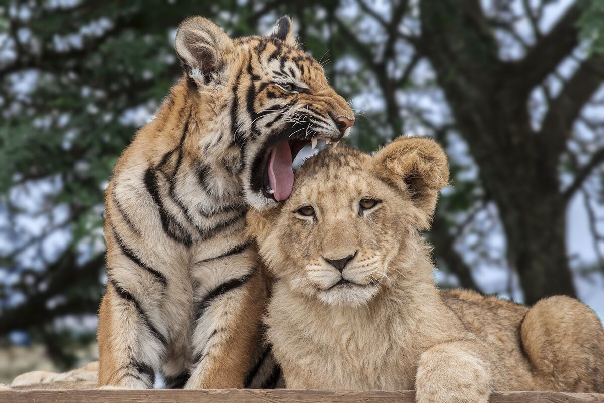 Левый тигр. Лион Тигер. Лев и тигр. Тигр и Лев рядом. Картинки Львов и тигров.