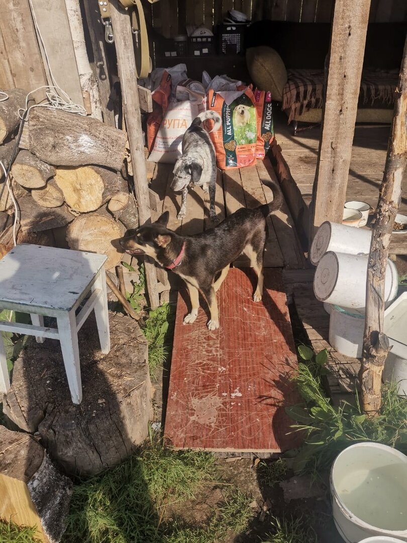 Тиша на платной передержке