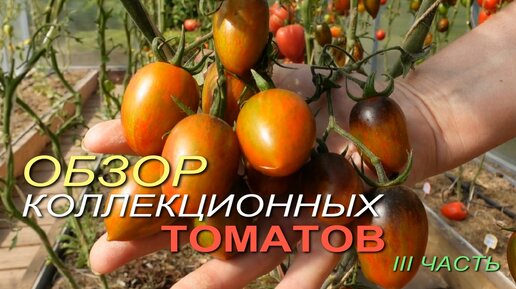 Обзор КОЛЛЕКЦИОННЫХ ТОМАТОВ. III ЧАСТЬ.