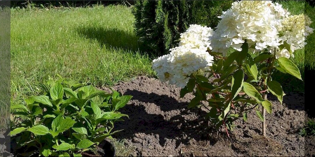 Как правильно черенковать гортензию: способ размножения гортензии, который позволяет получить даром много посадочного материала