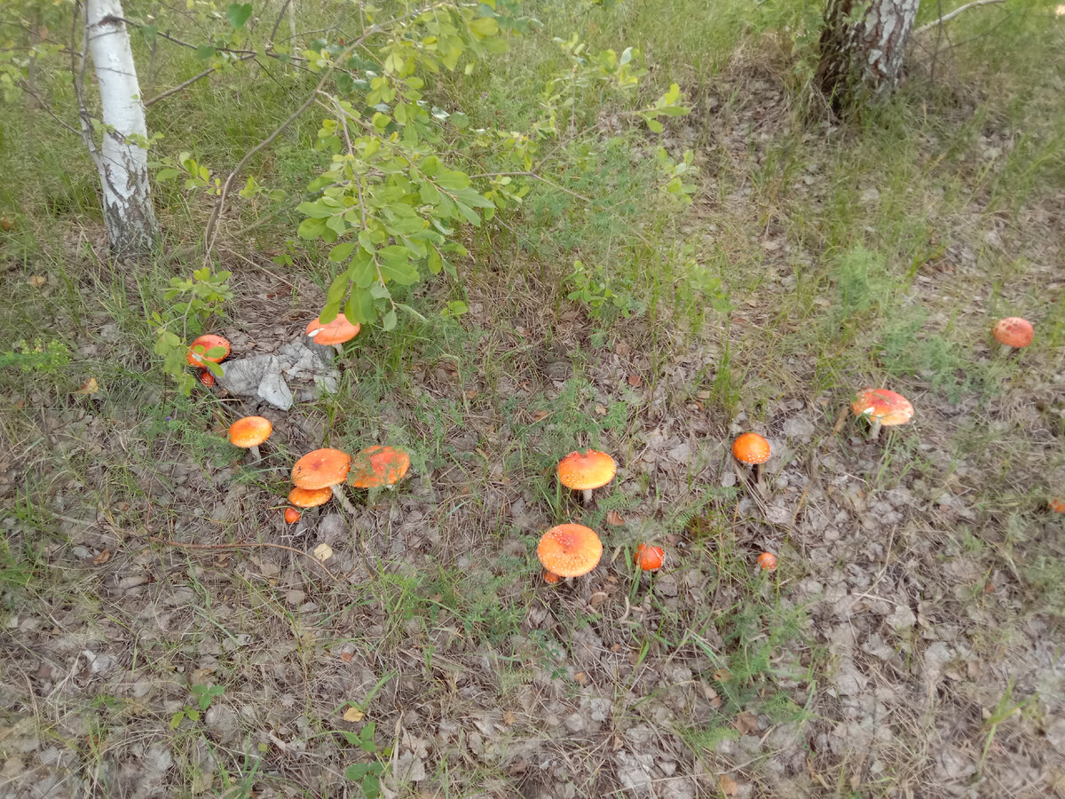 Нет, это мухоморы) но тоже классные!