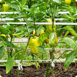 Поддержка растений