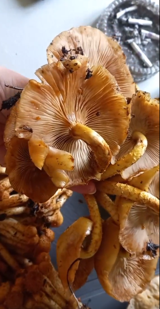 С определением этих грибов у меня не возникло проблем - чешуйчатка. Но люди то хотели опят, а набрали чешуйчатки, Есть можно - отварить если и слить отвар, но не очень вкусно.