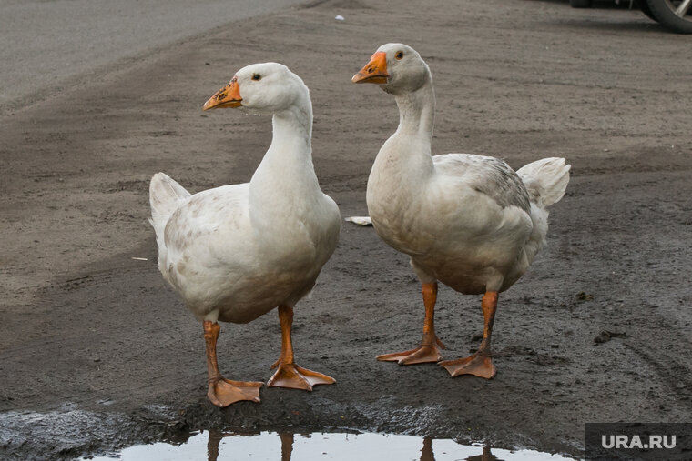 курганские гуси. холмогорские гуси. гуси курганская область. гуси курганская область.