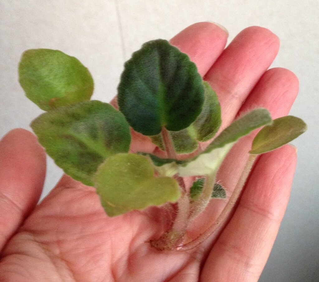 Источник https://static.daru-dar.org.