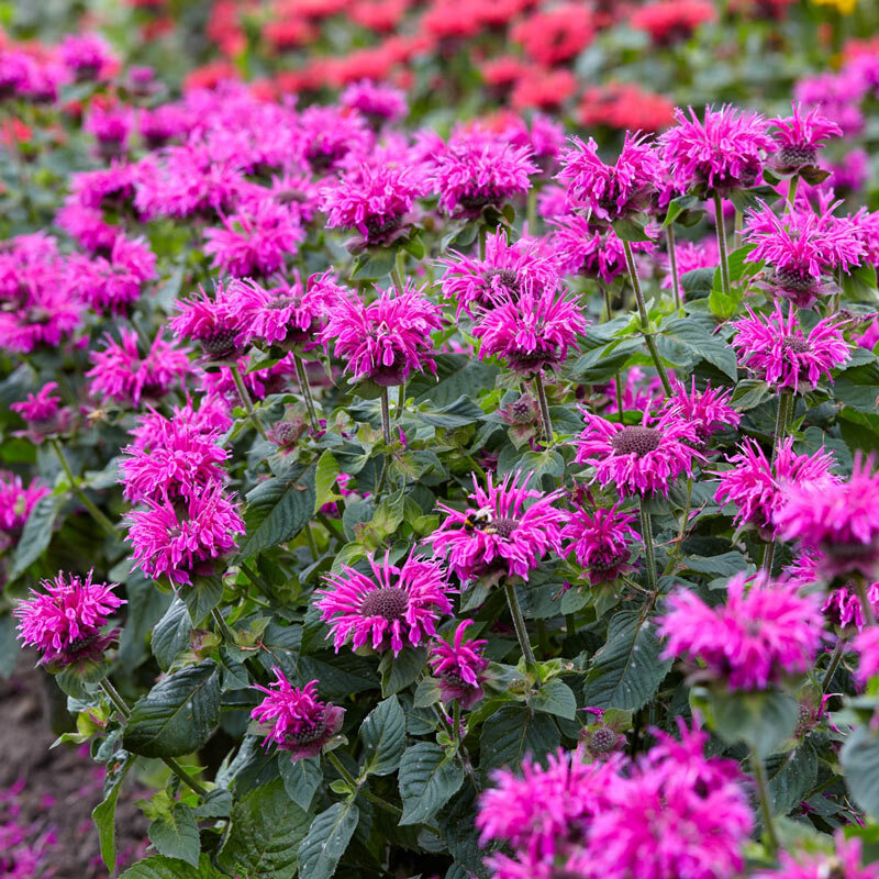 Монарда violacea