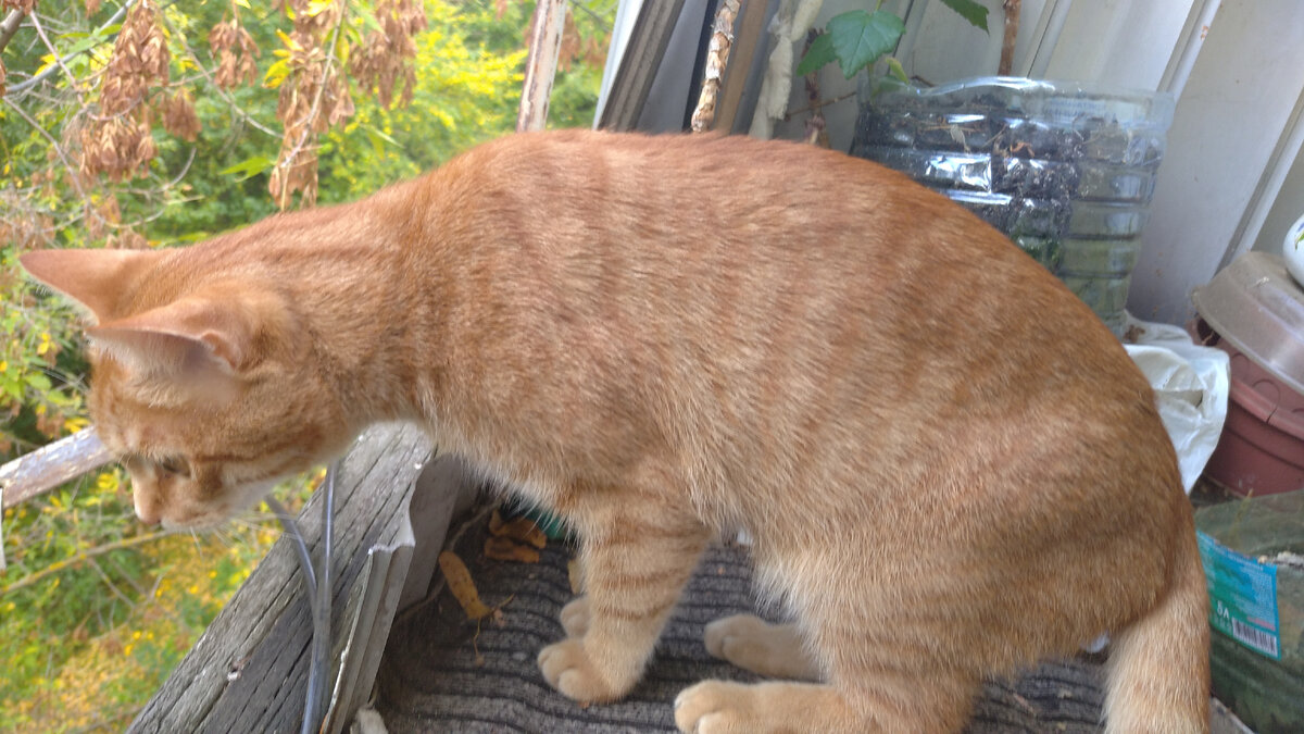 Личное  фото.